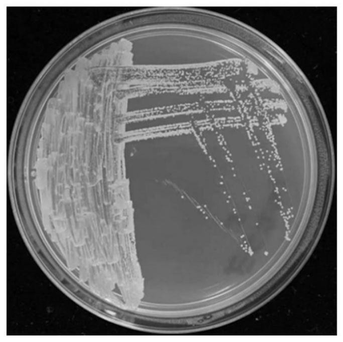 Actinomycete strain SCAUT013 and application thereof