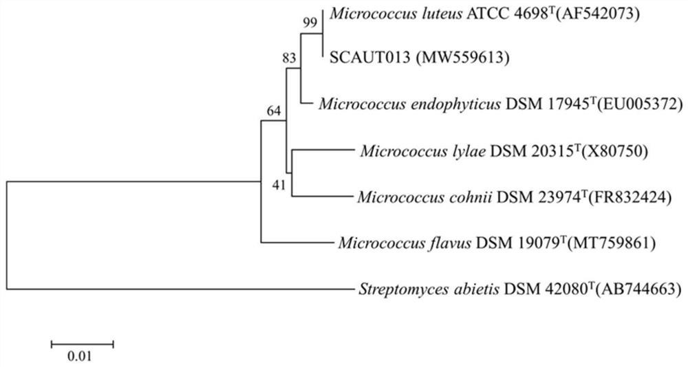 Actinomycete strain SCAUT013 and application thereof