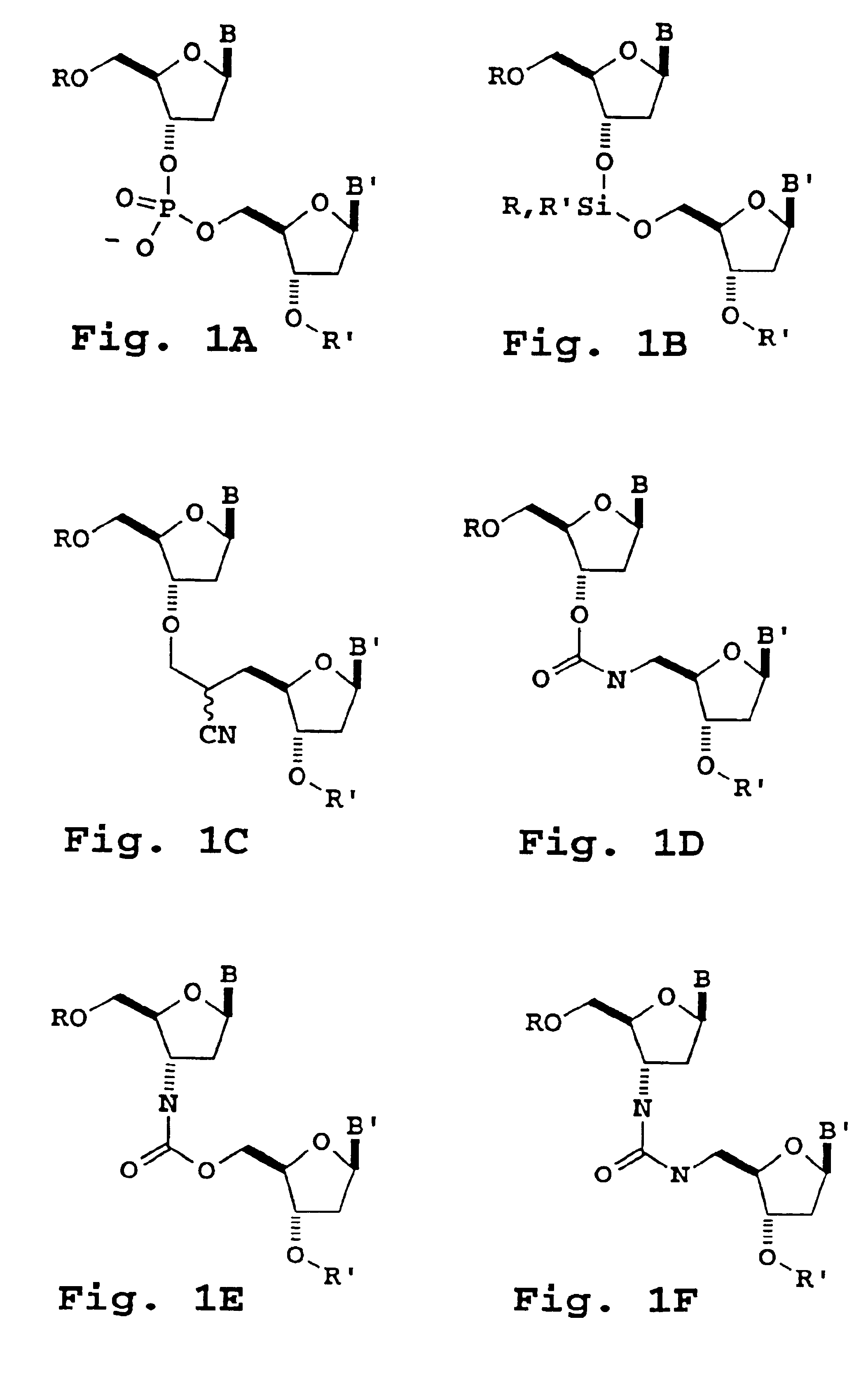 Primers useful for sizing nucleic acids