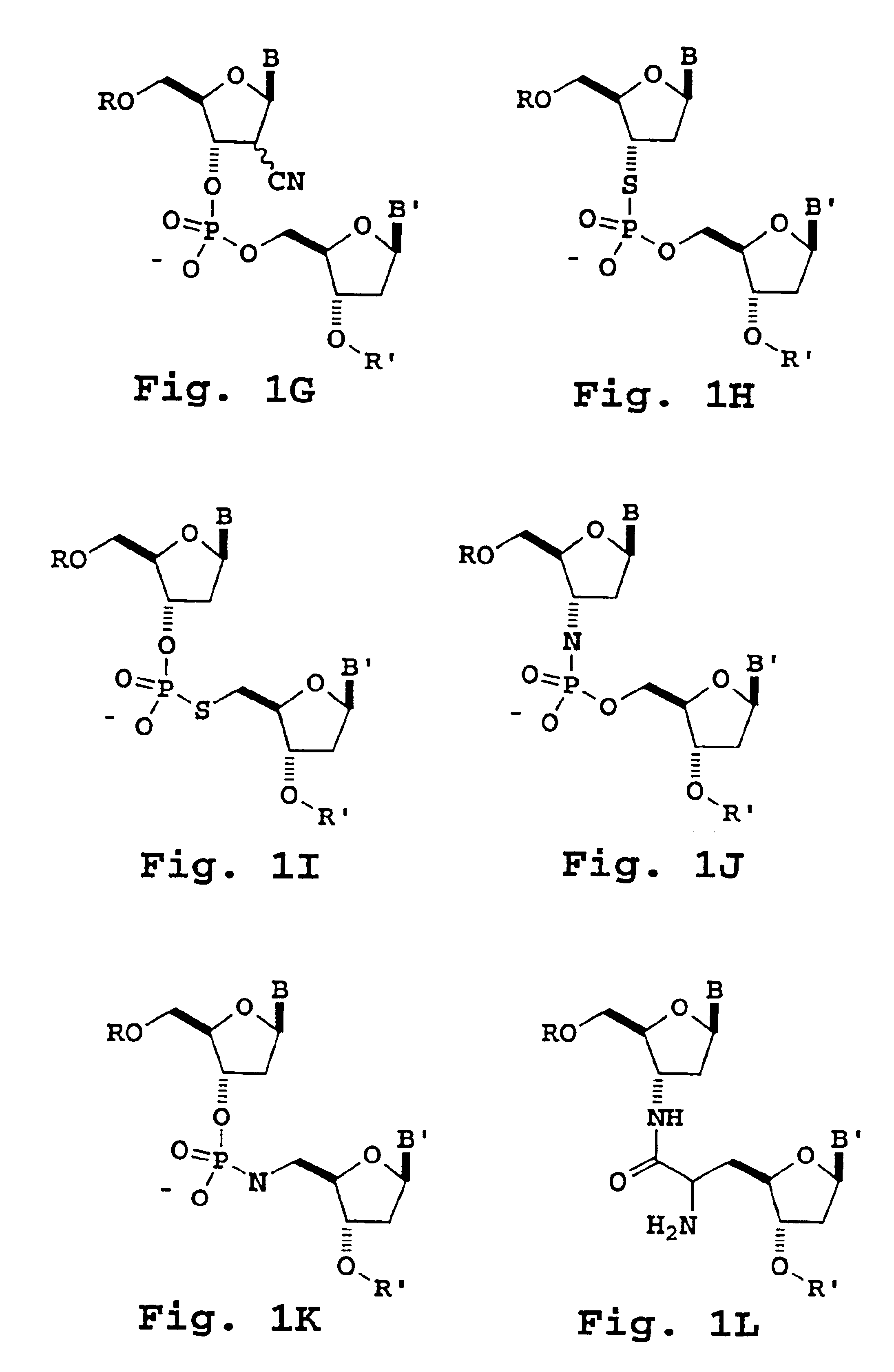 Primers useful for sizing nucleic acids