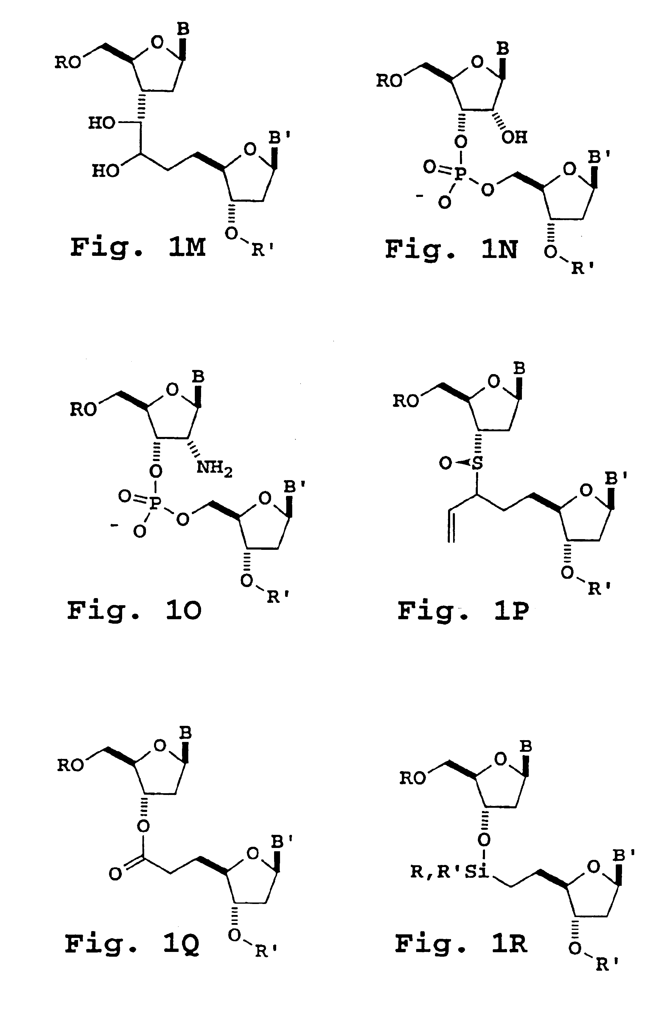 Primers useful for sizing nucleic acids