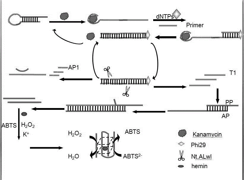 Method for detecting kanamycin