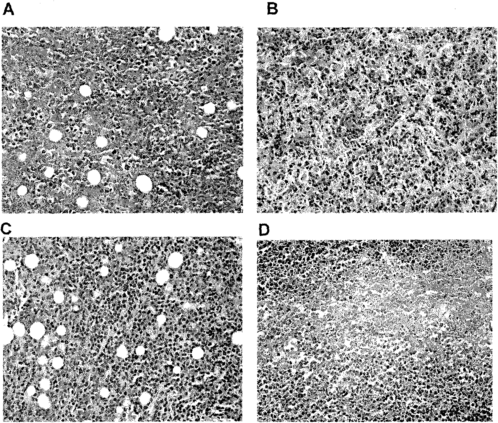 Novel polypeptide for resisting tumors caused by EB (Epstein-Barr) viruses, and application and preparation method thereof