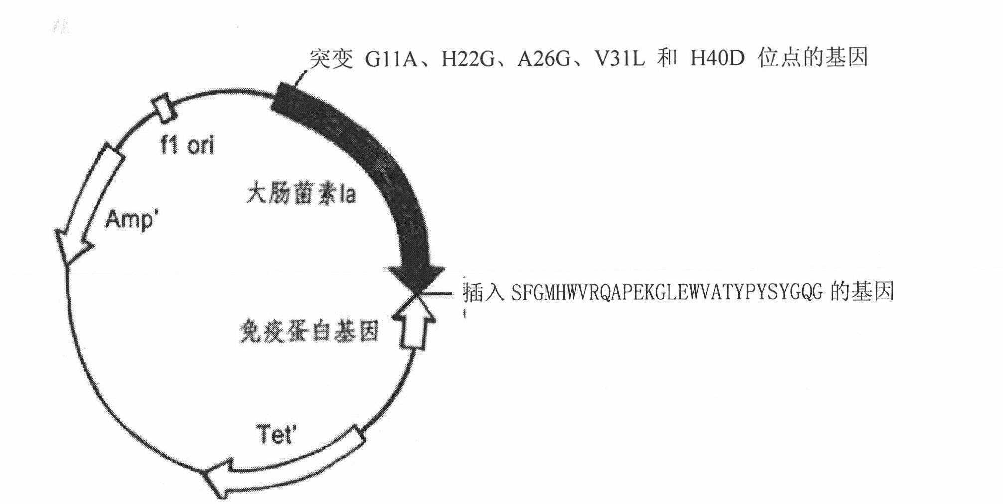 Novel polypeptide for resisting tumors caused by EB (Epstein-Barr) viruses, and application and preparation method thereof