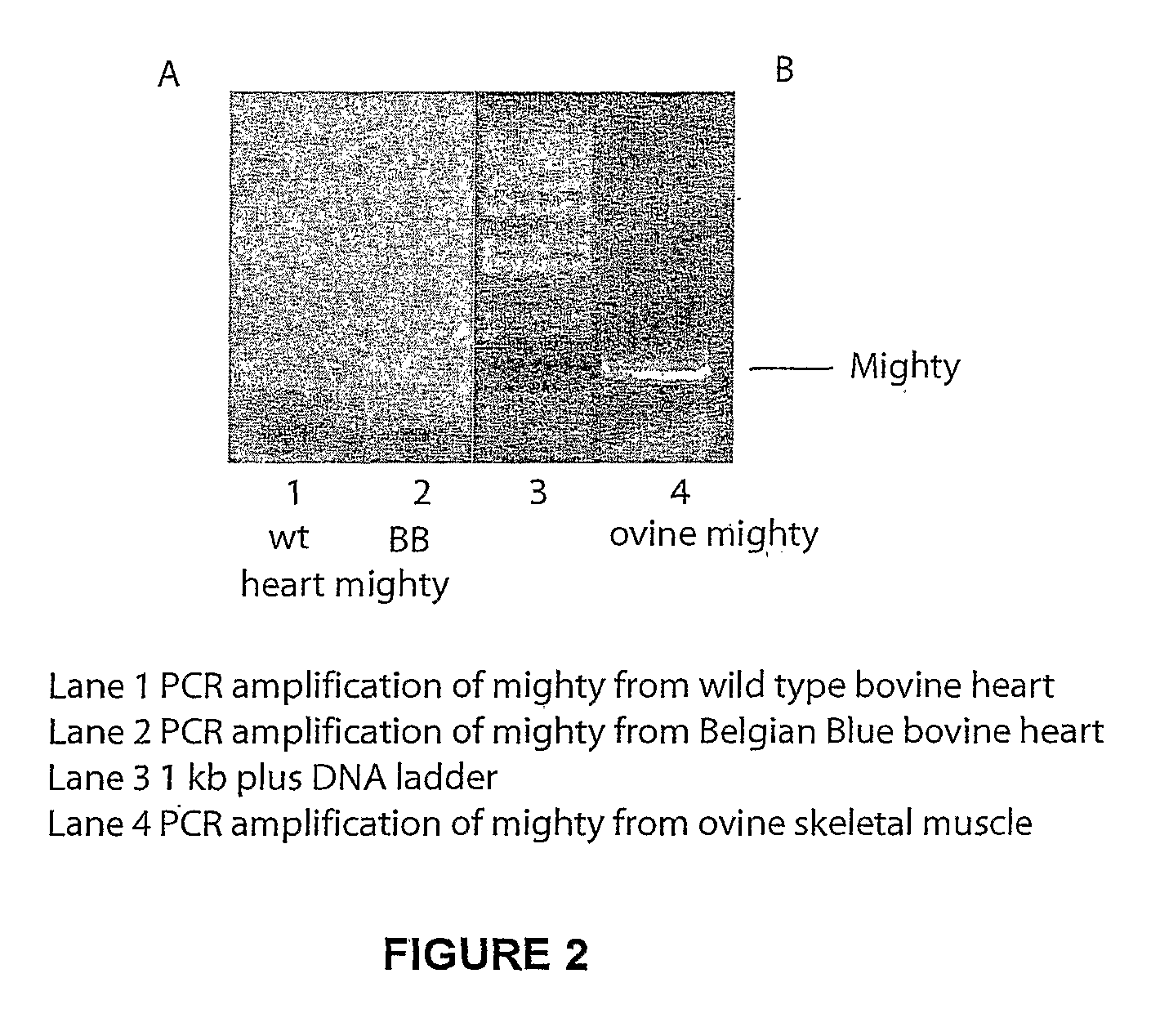 Novel Muscle Growth Regulator