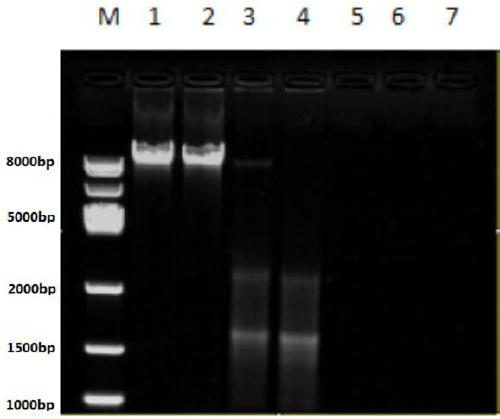 Heart failure detection device based on nucleic acid methylation change and application