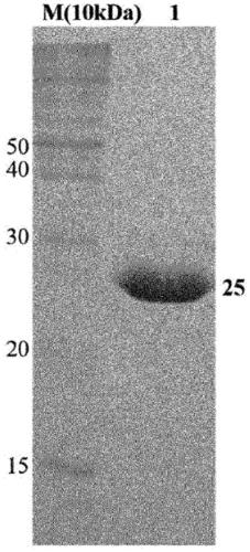 DNA aptamer binding specifically to tb7.7 and use thereof