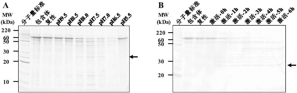 Prokaryotic recombinant expression and preparation method of lysyl endopeptidase