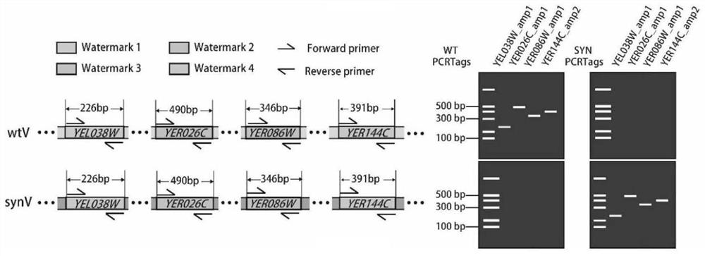 Marker combination and application thereof in mitosis recombination hotspot detection