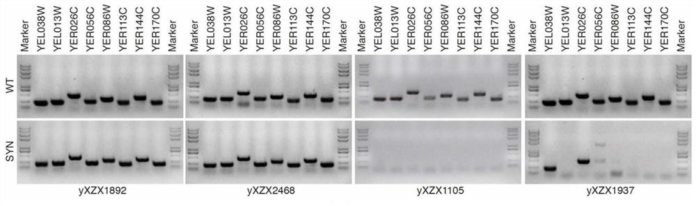 Marker combination and application thereof in mitosis recombination hotspot detection