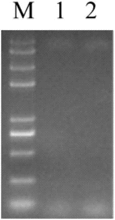 Method for detecting food-borne pathogenic bacteria in microecological active bacterial preparation through multiplex PCR