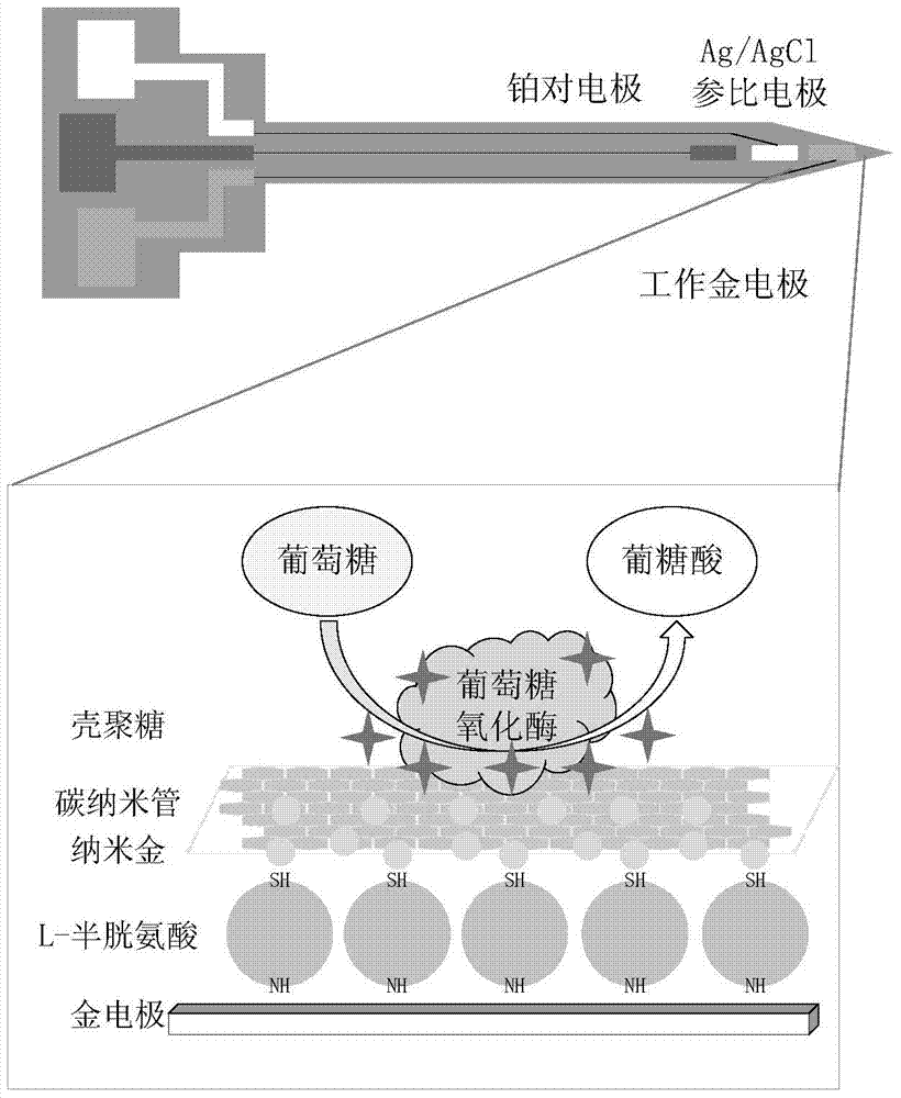 Plant online glucose detection method and device based on microelectrode biosensing technology