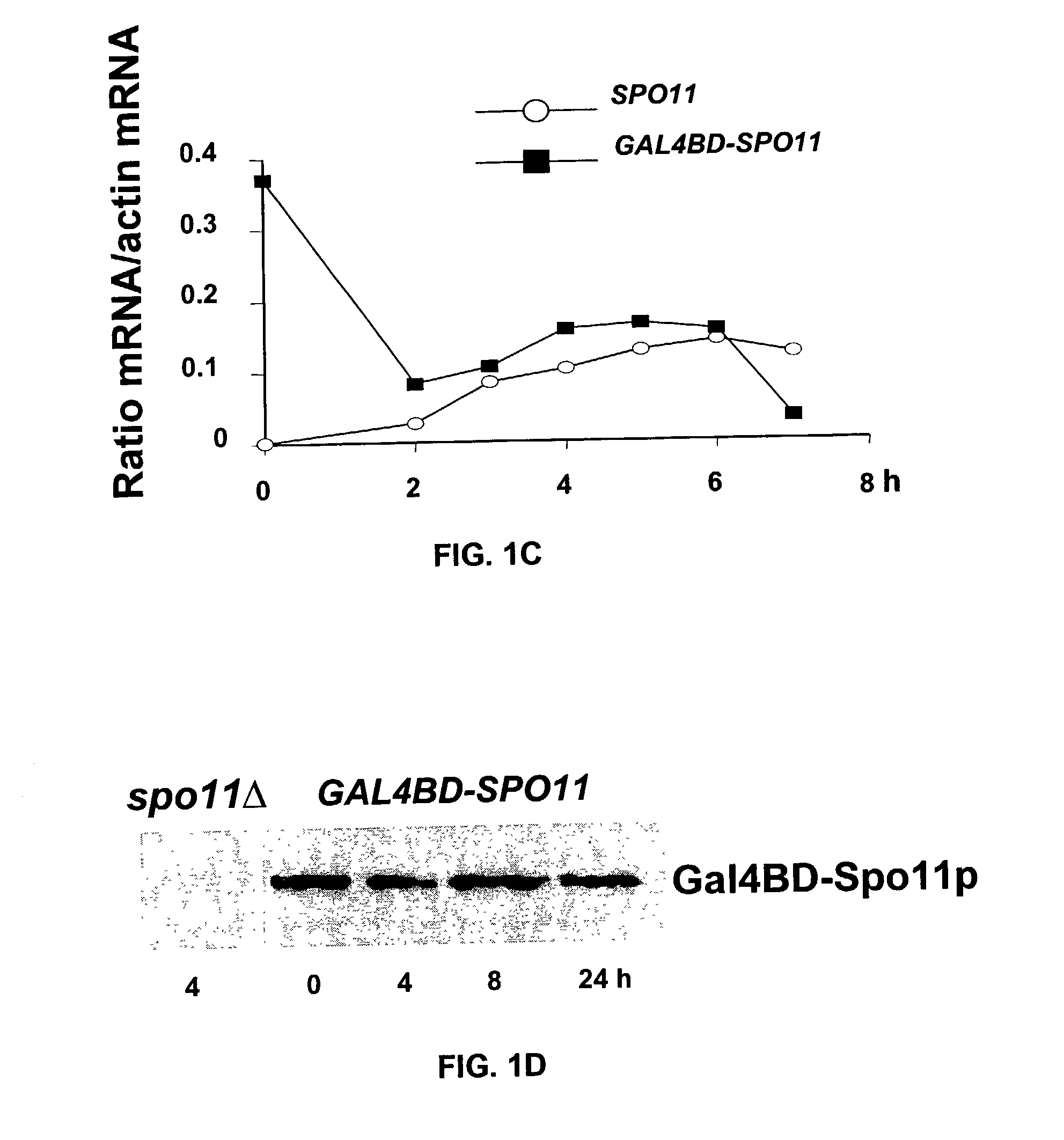 Methods for inducing targeted stimulation of meiotic recombination and kits for performing said methods