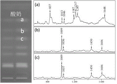 Method for rapidly detecting multiple biogenic amines in dairy product by virtue of combination of high performance thin layer chromatography and adjustable surface enhanced raman spectroscopy