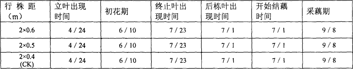 Novel planting method capable of saving cost and enhancing effectiveness for lotus roots