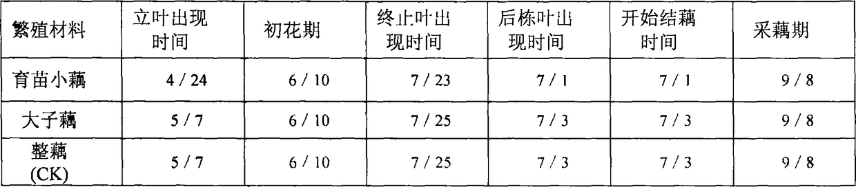 Novel planting method capable of saving cost and enhancing effectiveness for lotus roots