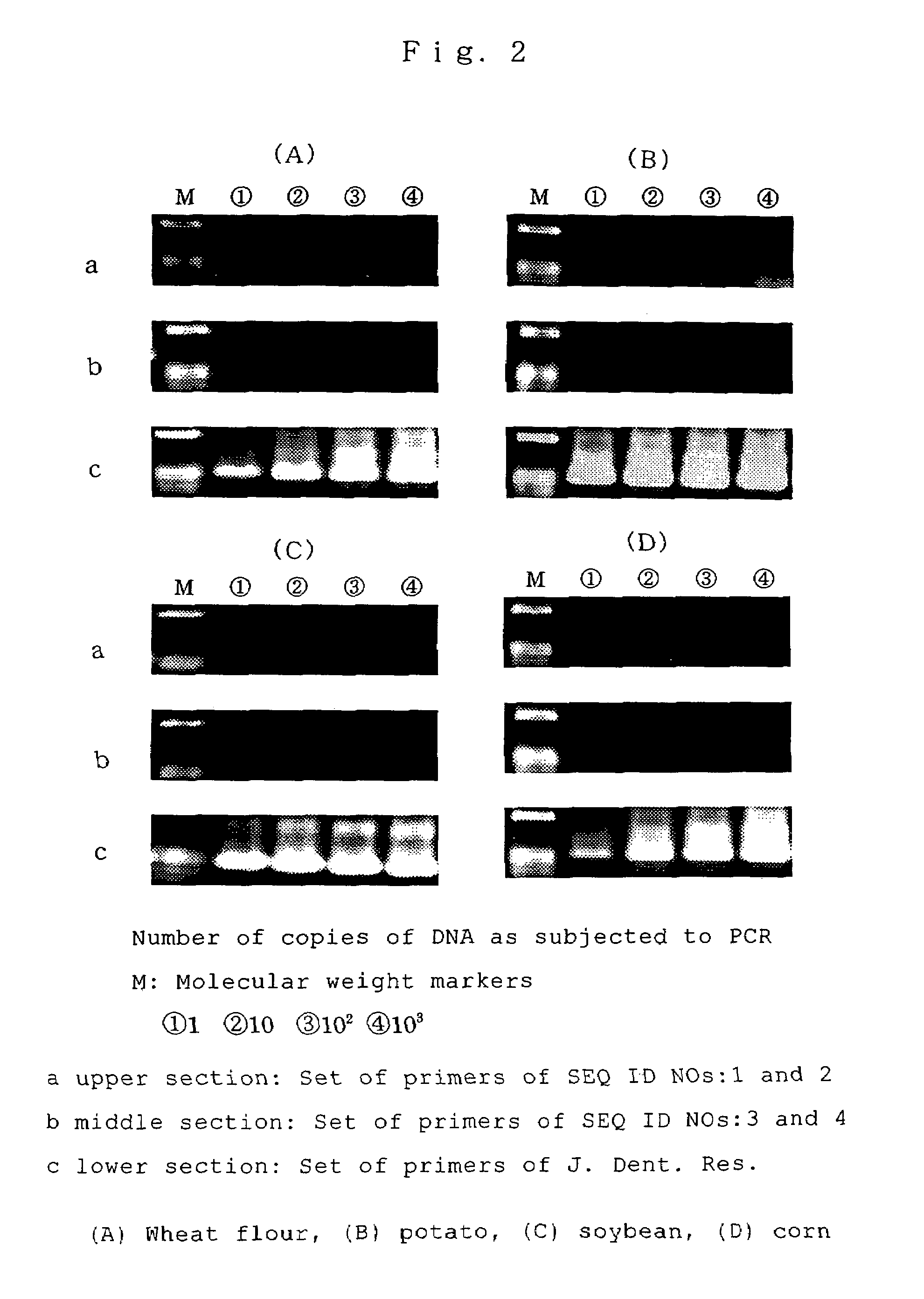 Primers and method of detecting bacteria