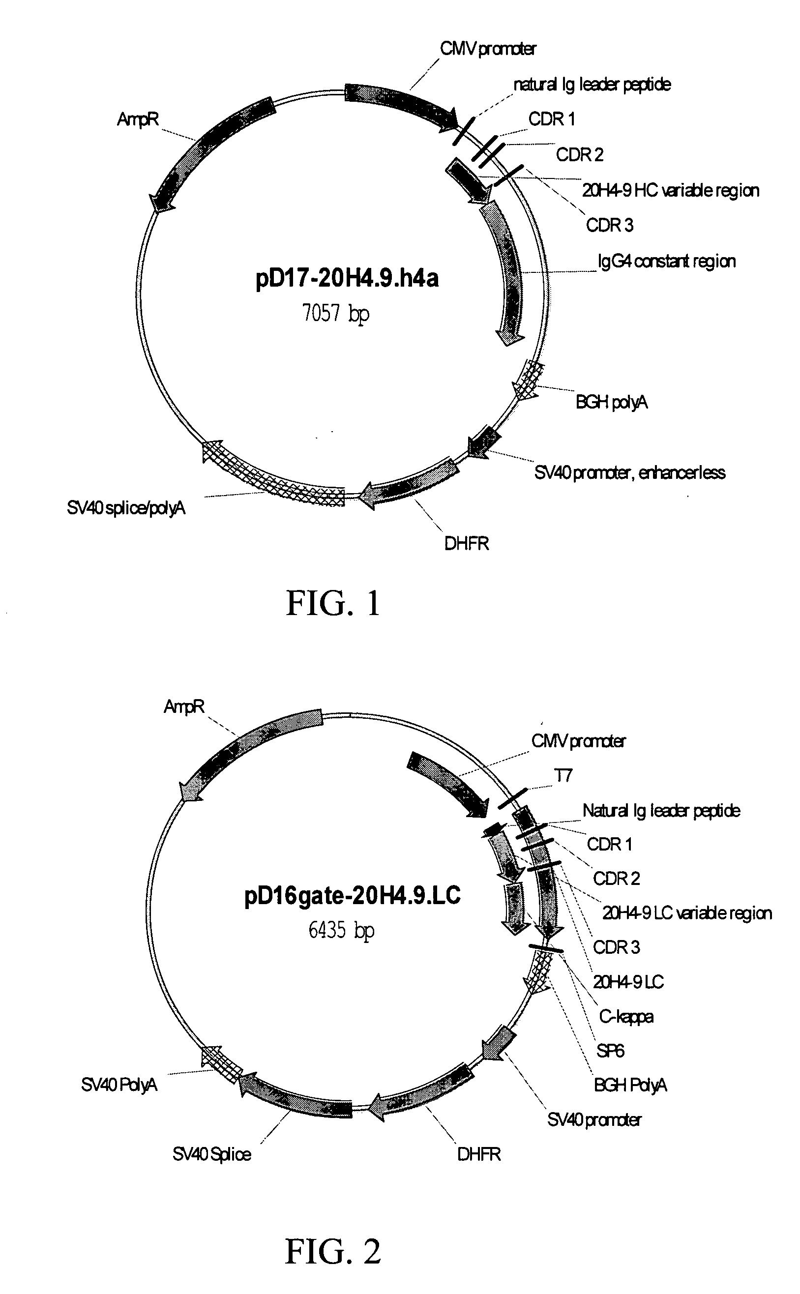 Fully human antibodies against human 4-1BB