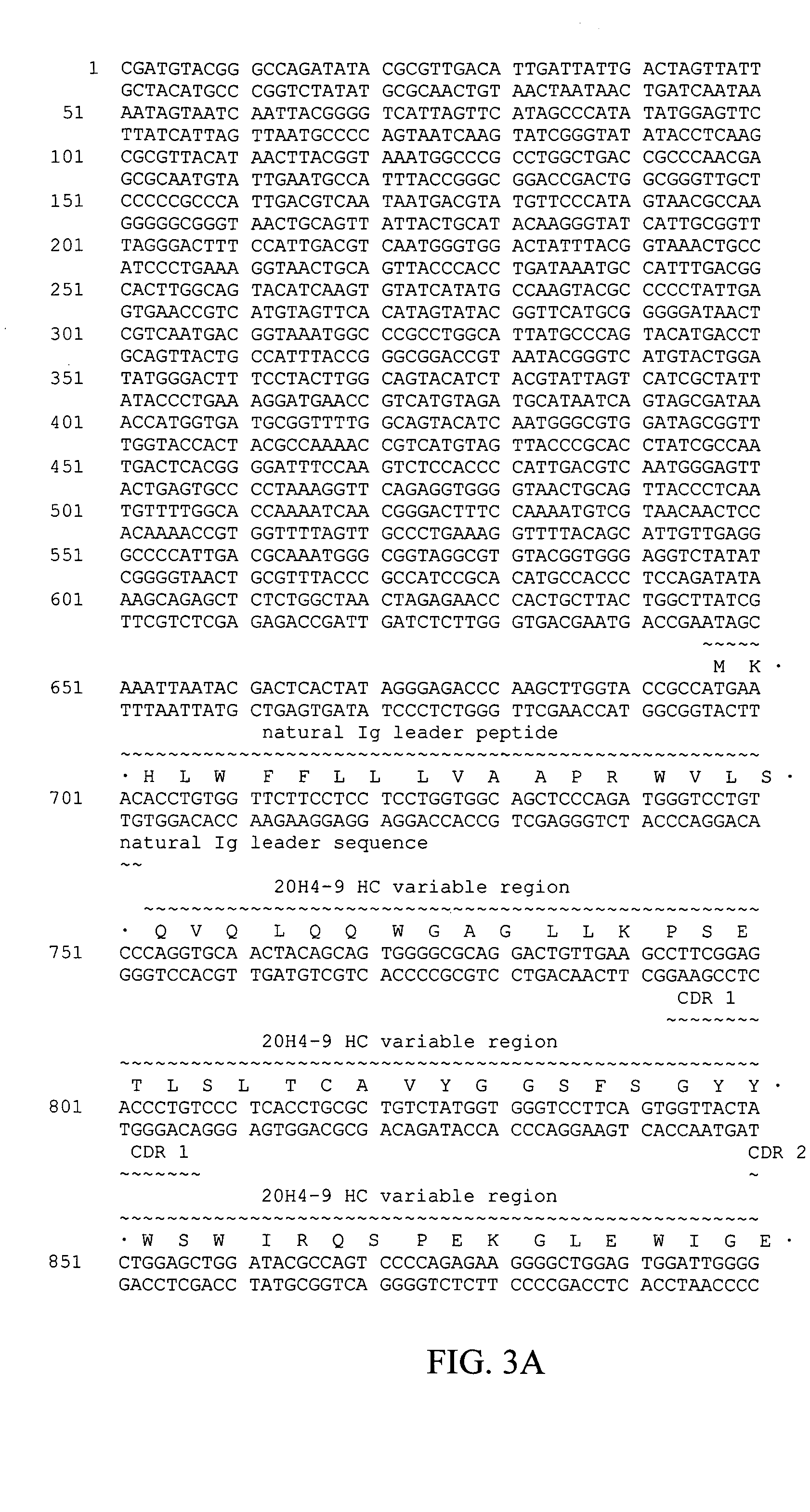 Fully human antibodies against human 4-1BB