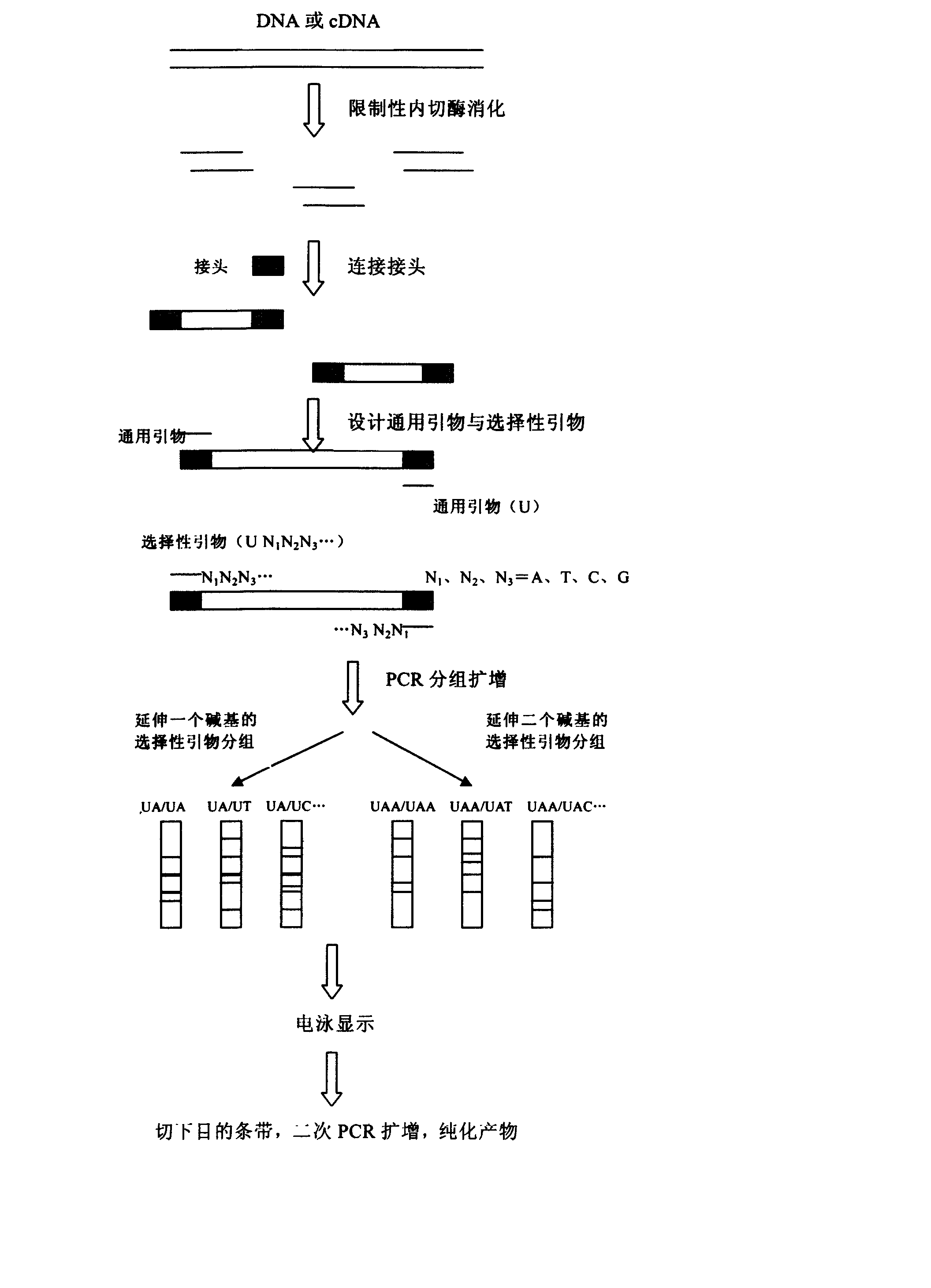 Restrictive amplification method