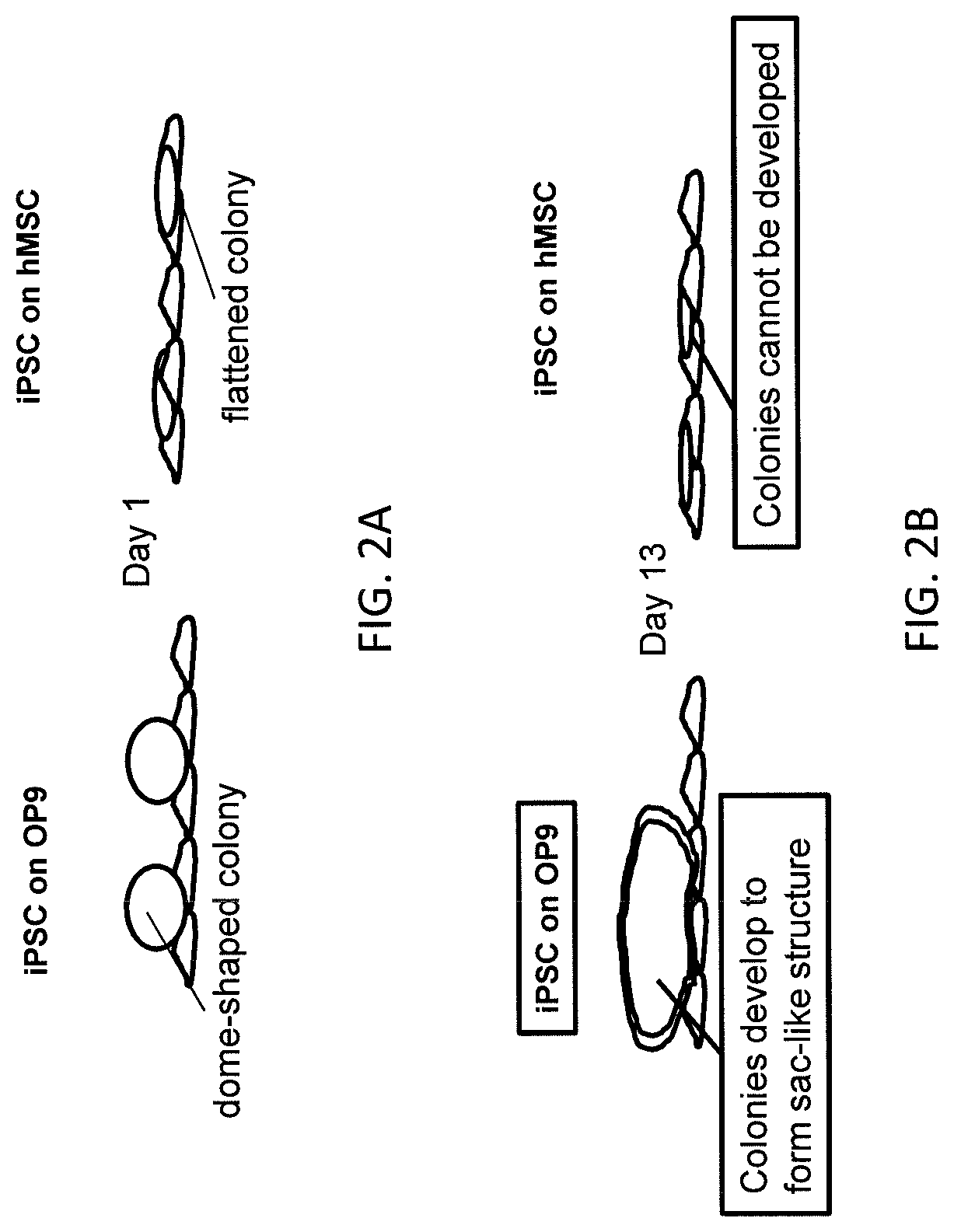 Methods of preparing hematopoietic progenitor cells in vitro