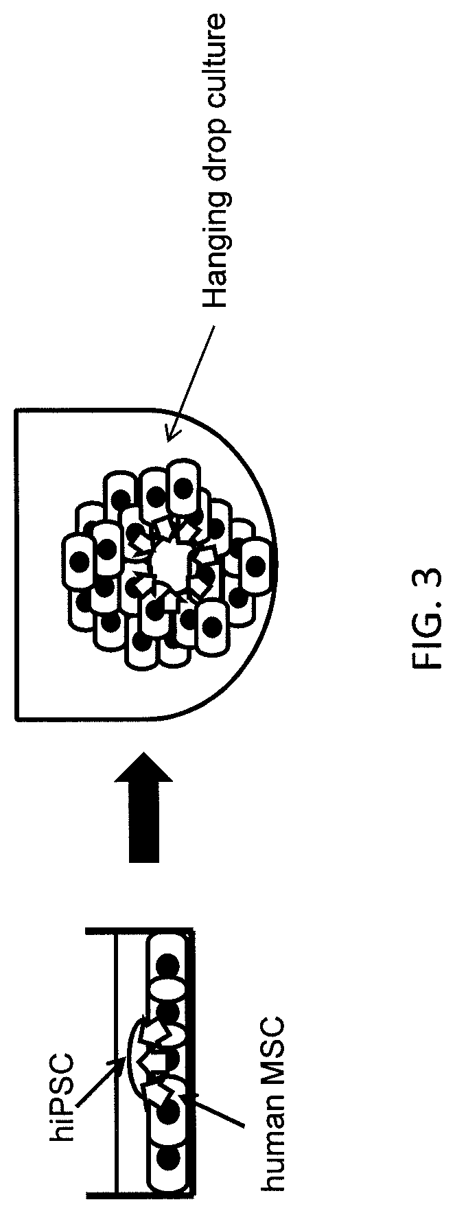 Methods of preparing hematopoietic progenitor cells in vitro