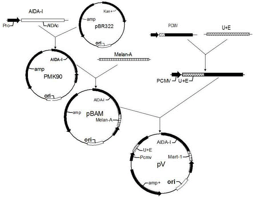 Preparation and application of oral tumor vaccine with attenuated salmonella typhimurium as vector