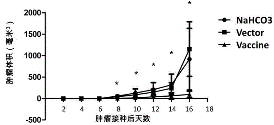 Preparation and application of oral tumor vaccine with attenuated salmonella typhimurium as vector