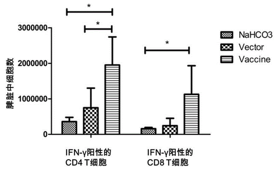 Preparation and application of oral tumor vaccine with attenuated salmonella typhimurium as vector