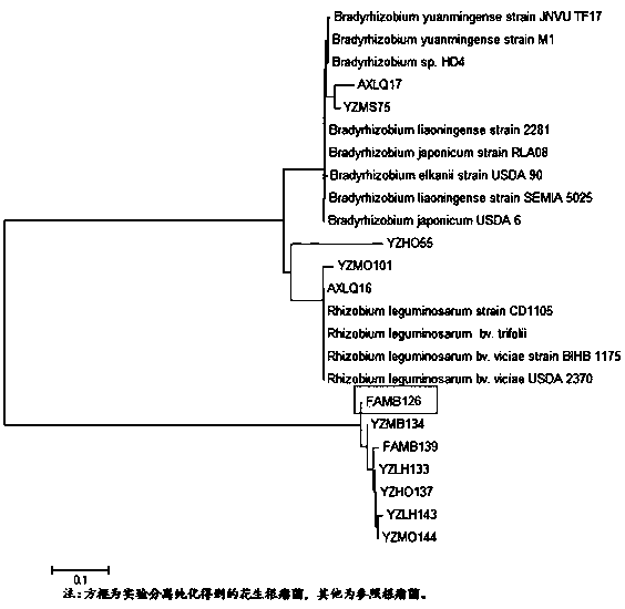 A kind of rhizobia famb126 and its application