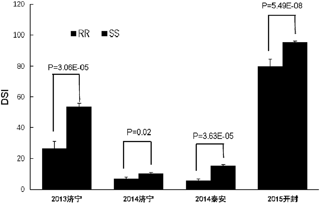 Applications of corn molecular marker in identification and regulation of maize rough dwarf disease resistance trait