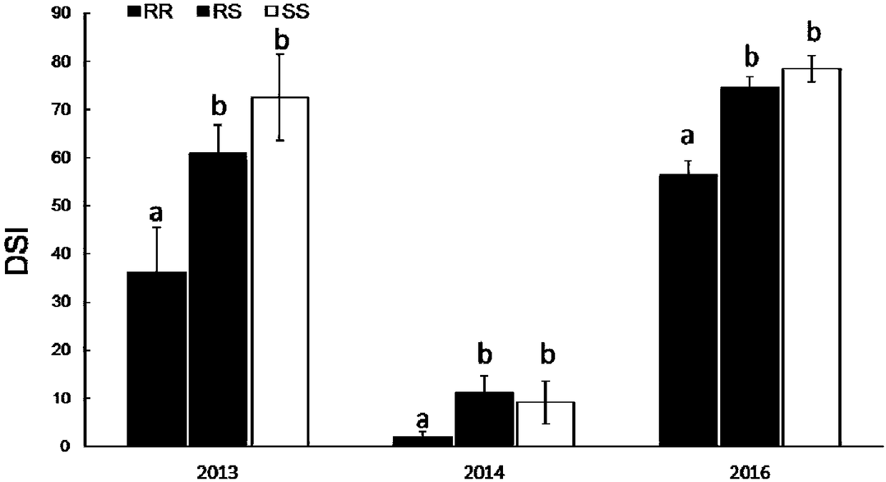 Applications of corn molecular marker in identification and regulation of maize rough dwarf disease resistance trait