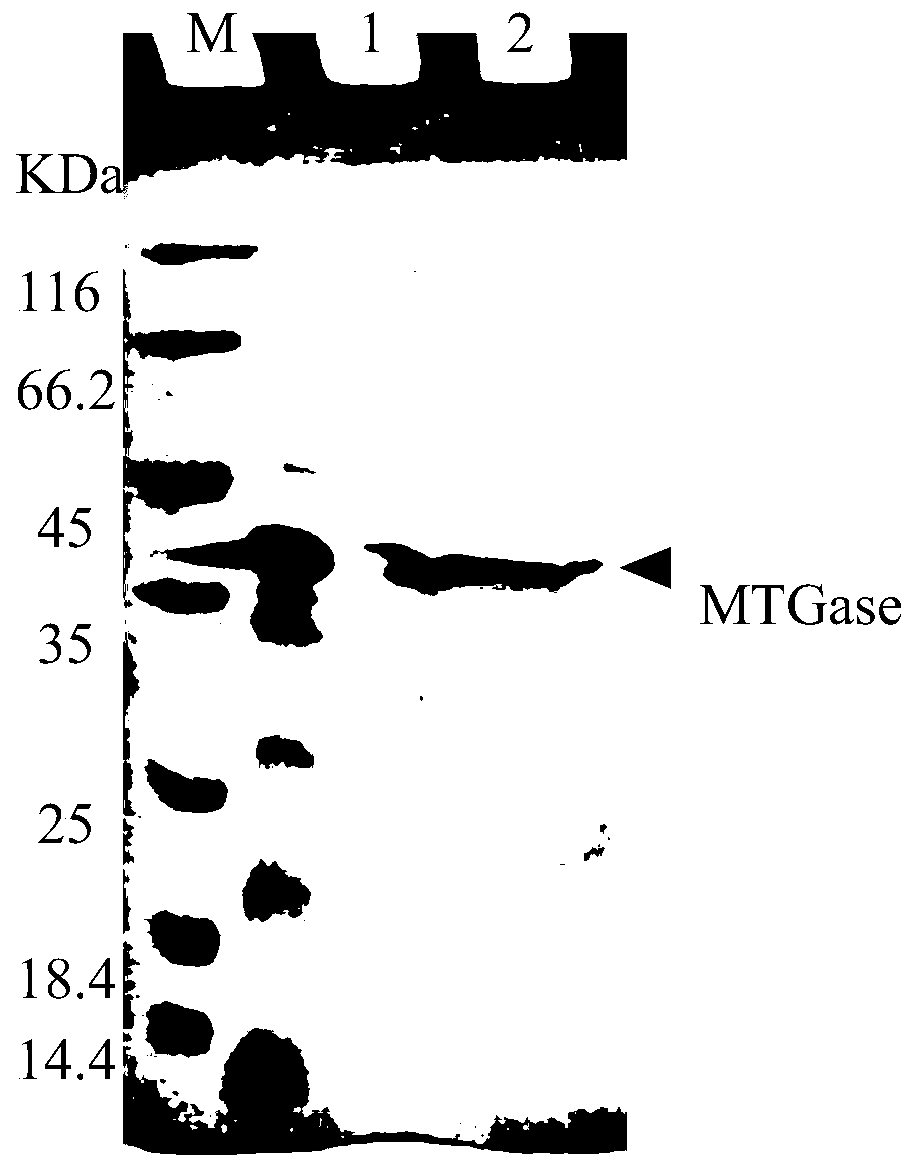 A kind of purification method of mtgase crude enzyme