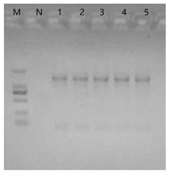 Intestinal content sample preservation solution and preparation method