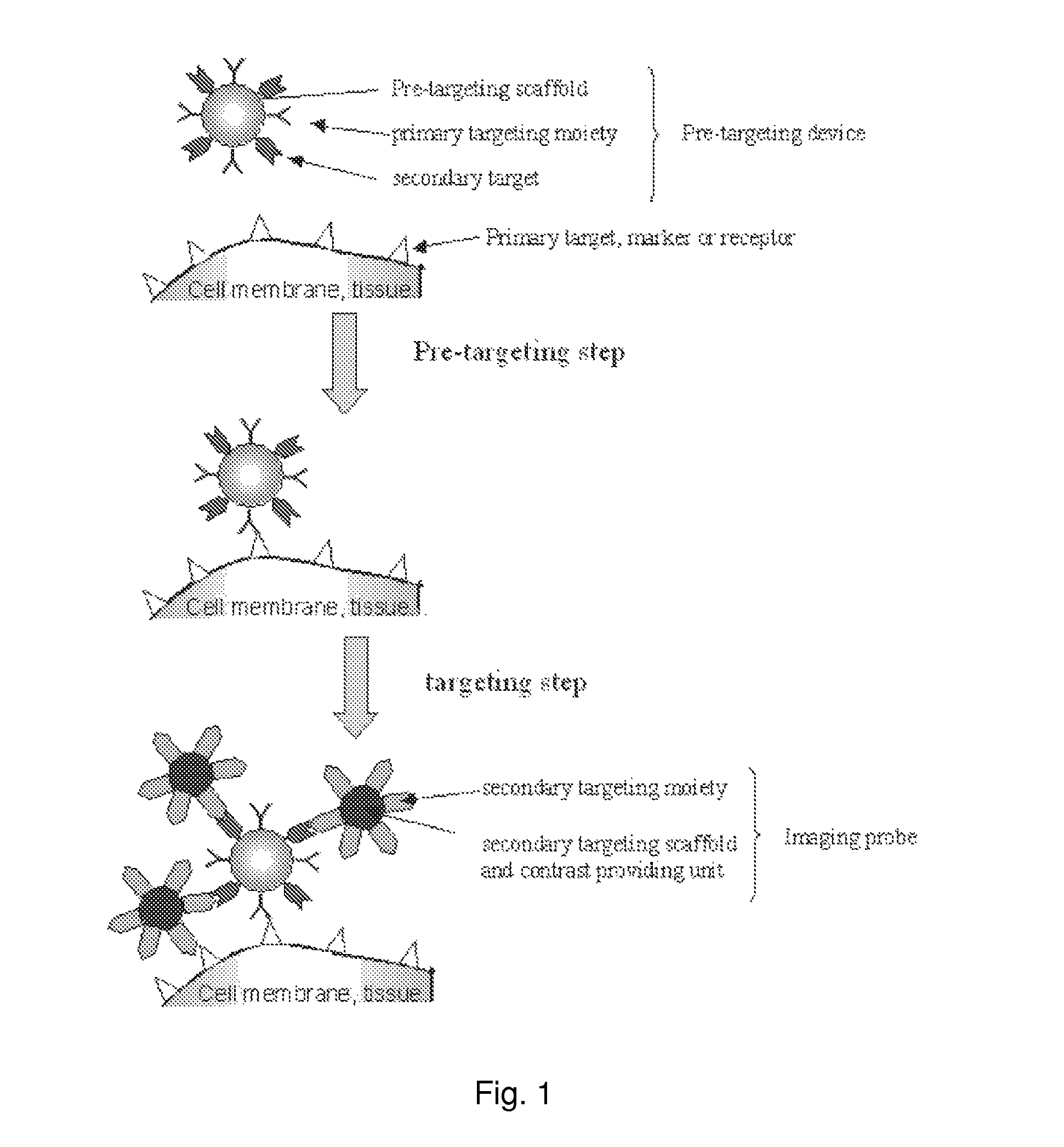 Agents for clearing biomolecules from circulation