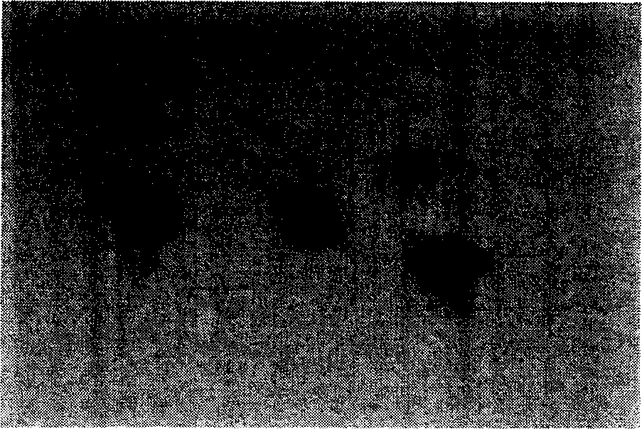 Method for regenerating functional mammary gland through replanting mammary gland primodium of chmice