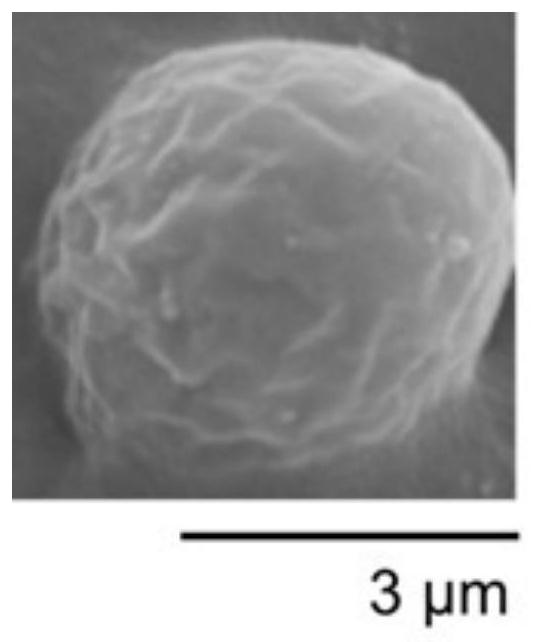 A kind of yeast living cell facial mask and its preparation method and application method