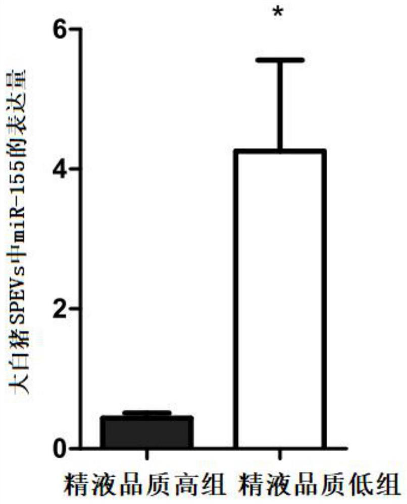 Application of mir-155 as a marker in the identification or auxiliary identification of animal semen quality