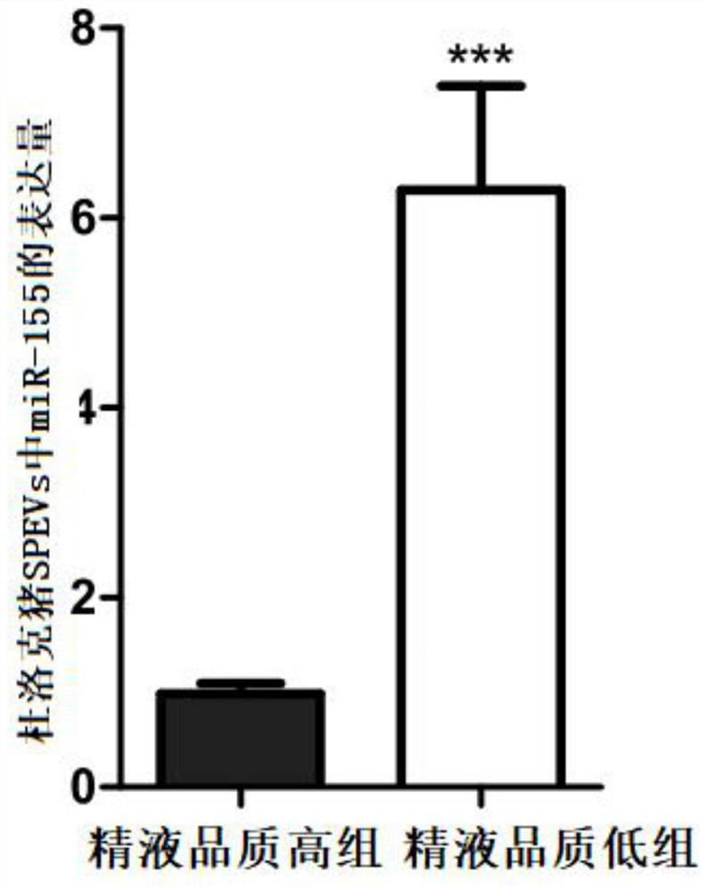 Application of mir-155 as a marker in the identification or auxiliary identification of animal semen quality