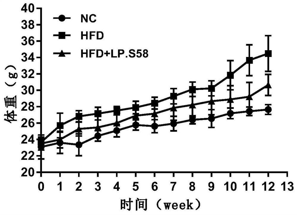 Lactobacillus plantarum s58 and its application in the preparation of products for alleviating obesity