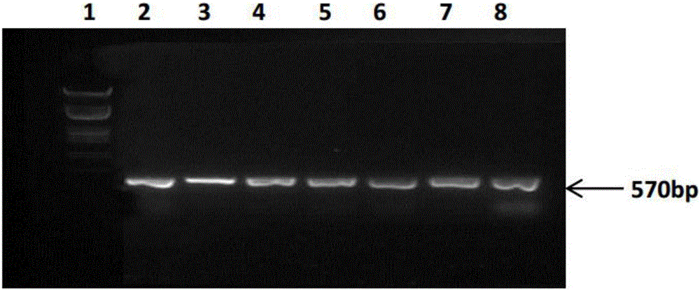 Method for expressing salmon calcitonin and special expression cassette for method