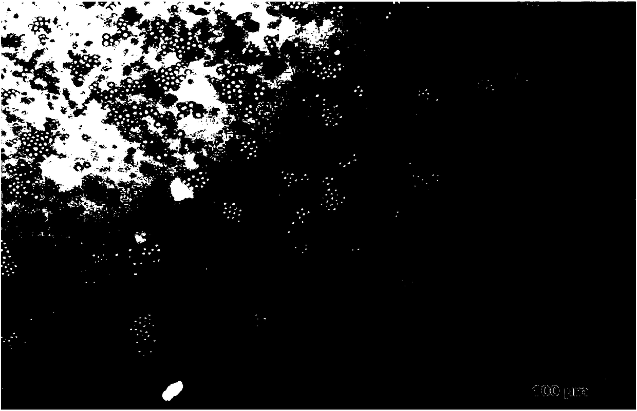 Hybridoma fluid nutrient medium free of feeder cells