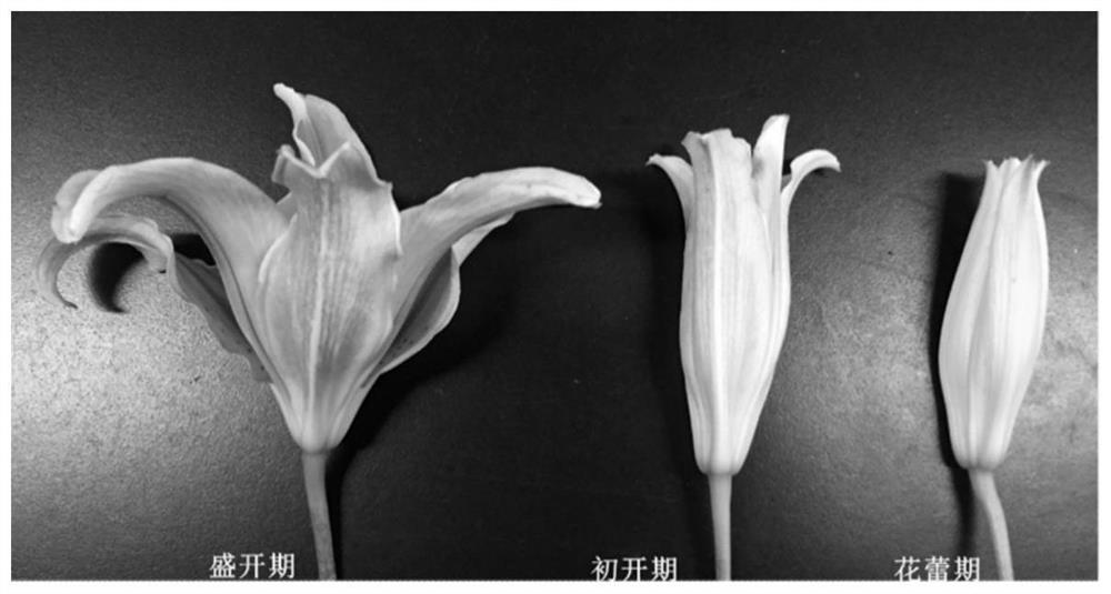 Preparation method of lily petal protoplast