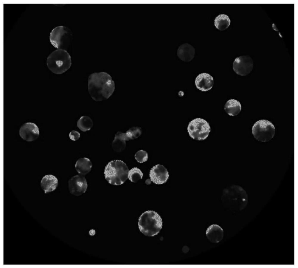 Preparation method of lily petal protoplast