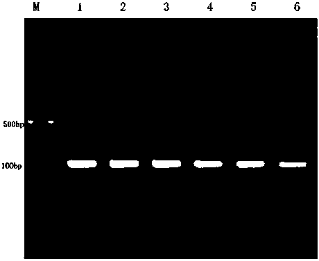 Kit for knocking out glioblastoma DHC2 gene