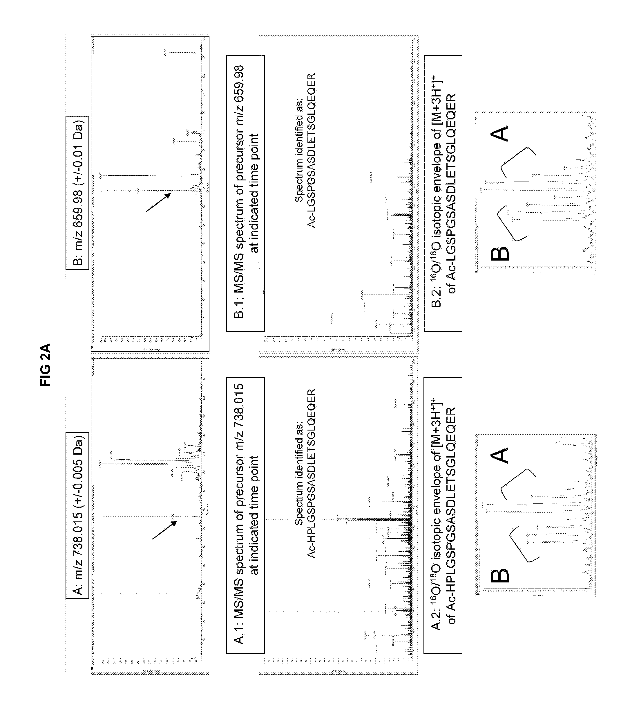 Novel polypeptides related to b-type natriuretic peptides and methods of their identification and use