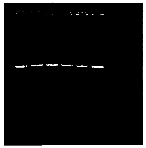 Novel immunochromatography test paper for detecting human brucellosis antibody and preparing method thereof