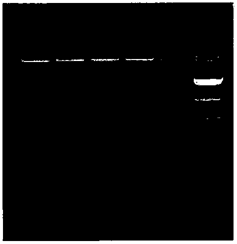 Novel immunochromatography test paper for detecting human brucellosis antibody and preparing method thereof