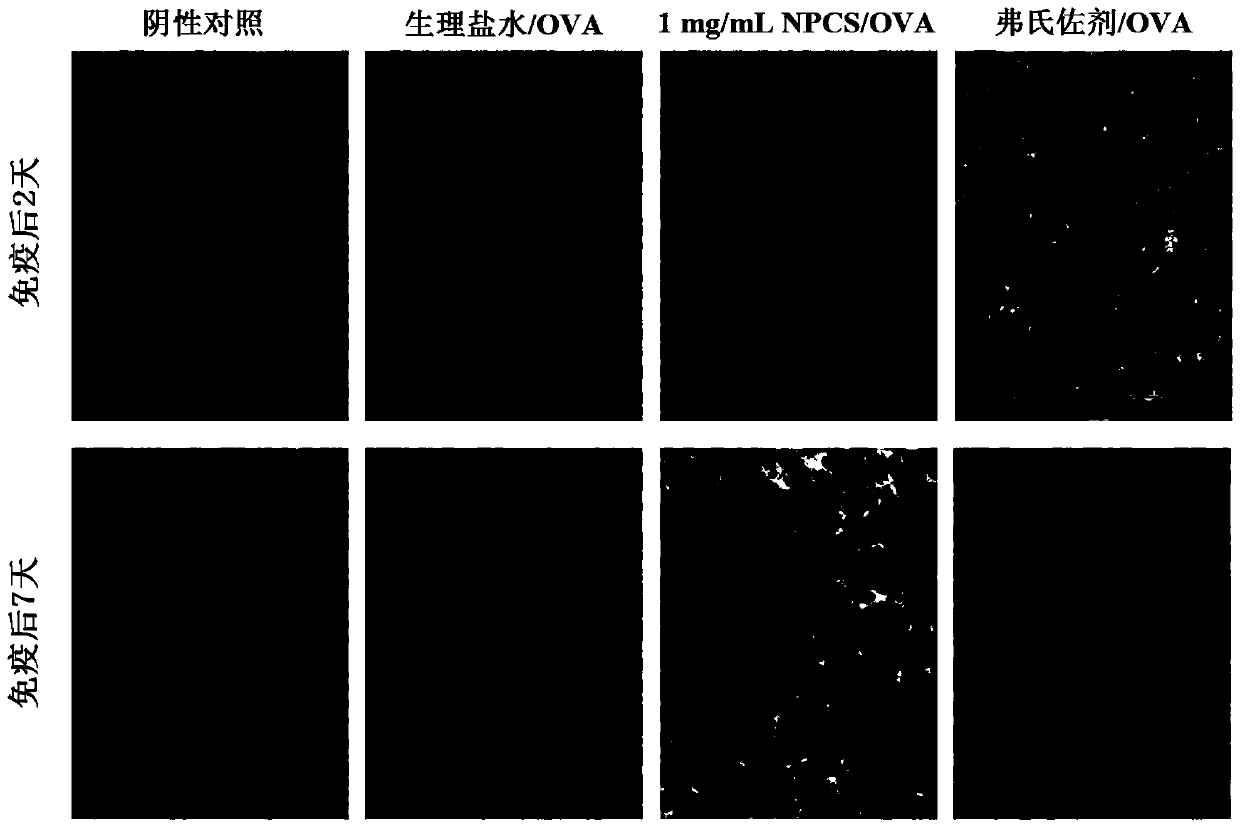 A kind of quaternary phosphonium chitosan and its application as vaccine immune adjuvant