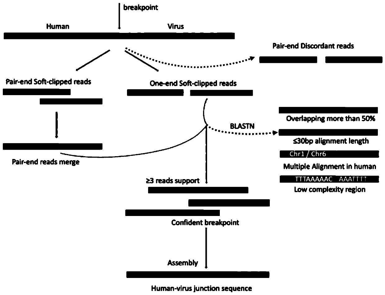 Method capable of accurately detecting DNA viruses in human genome